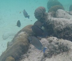 Acanthurus chirurgus