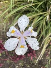Dietes grandiflora