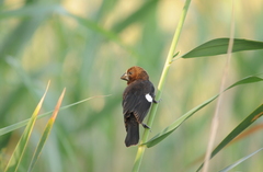 Amblyospiza albifrons