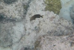 Microspathodon chrysurus