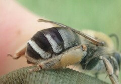 Eucera