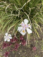 Dietes grandiflora