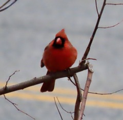 Cardinalis cardinalis