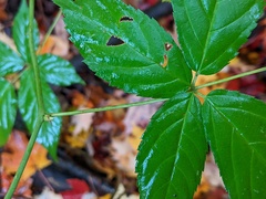 Rubus canadensis