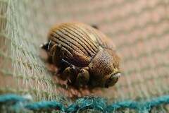 Mononychus punctumalbum