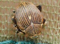 Mononychus punctumalbum