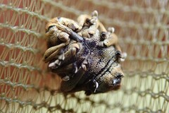 Mononychus punctumalbum