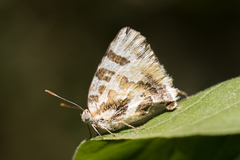 Arawacus ellida