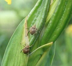Mononychus punctumalbum
