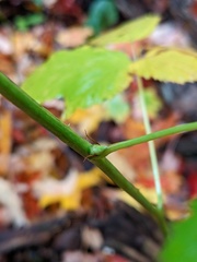 Rubus canadensis