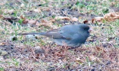 Junco hyemalis