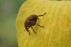 Mononychus punctumalbum