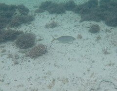 Caranx bartholomaei