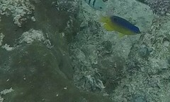Stegastes leucostictus