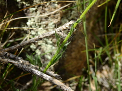 Hysterionica jasionoides