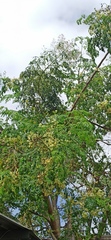 Moringa oleifera