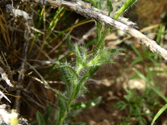 Hysterionica jasionoides