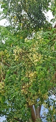 Moringa oleifera