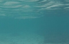 Tylosurus crocodilus