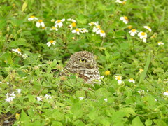 Athene cunicularia floridana