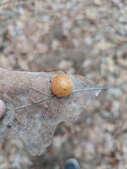Atrusca quercuscentricola