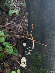 Scytinotus longinquus