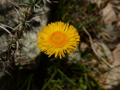 Hysterionica jasionoides