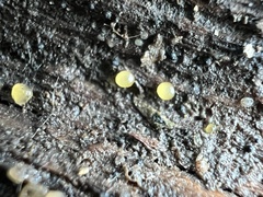 Dacrymyces stillatus