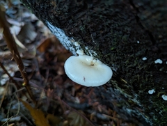 Scytinotus longinquus