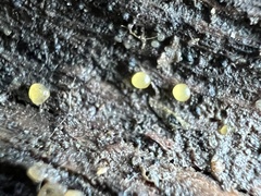 Dacrymyces stillatus