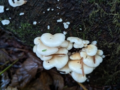 Scytinotus longinquus