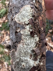 Dentocorticium portoricense