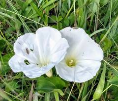 Ipomoea hartwegii