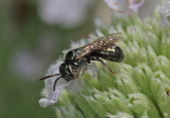 Ceratina strenua