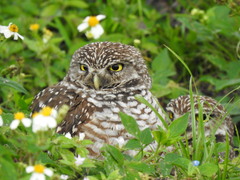 Athene cunicularia floridana