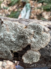 Dentocorticium portoricense