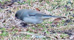 Junco hyemalis