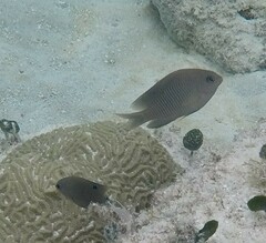 Stegastes leucostictus