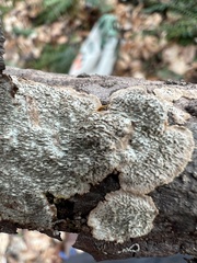 Dentocorticium portoricense