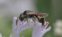 Ceratina strenua