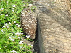 Athene cunicularia floridana