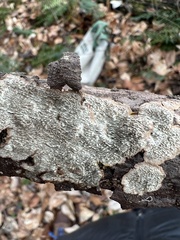 Dentocorticium portoricense