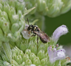 Ceratina strenua
