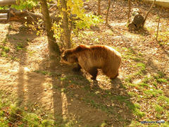 Ursus arctos