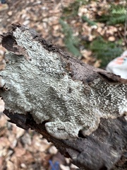 Dentocorticium portoricense
