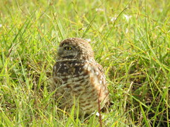 Athene cunicularia floridana