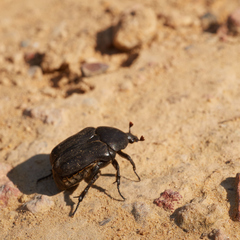 Protaetia opaca