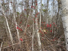Smilax walteri