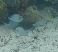 Acanthurus chirurgus