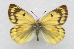 Colias ladakensis